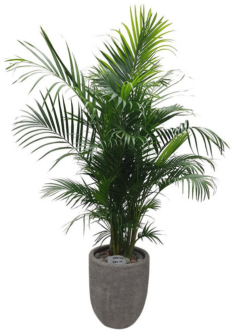 도자기랑나무랑 개업 개원 축하화분 거실반려식물 실내공기정화 금전수 뱅갈고무나무, 1개, 아레카야자 대형 축하화분 DLP-090