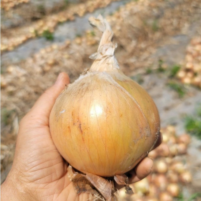 (광평) 25년 무안 햇 양파 3kg 5kg 10kg 장아찌 소 중대혼합 산지직송, 소미니혼합 3kg, 1개