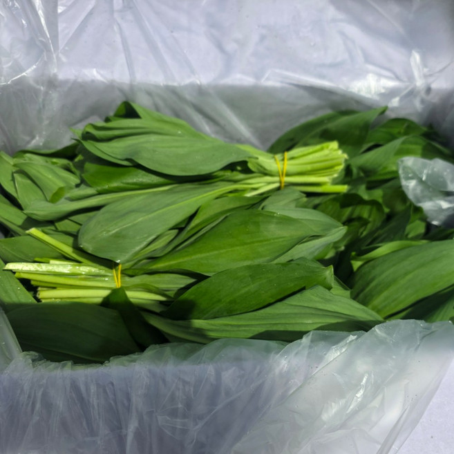 O2 명이나물 산마늘 생명이나물 명의나물, 1개, 1kg