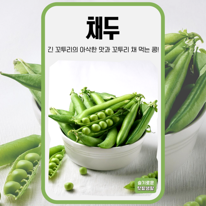 채두 씨앗 30립 세계종묘 종자 모종 씨 작물 야채 채소 콩씨 껍질콩 콩 넝쿨성, 1개