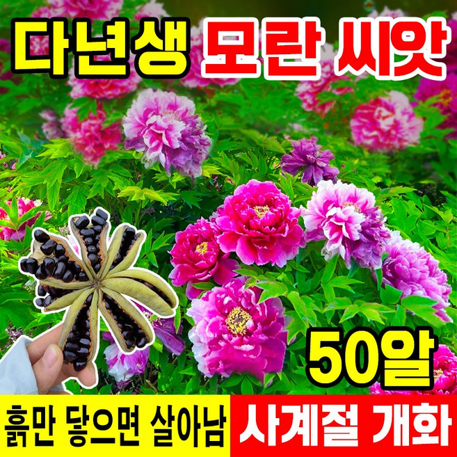 [쉬운재배] 50/100/200/300 모란꽃 씨앗 모란 모종 정원꾸미기, 50개