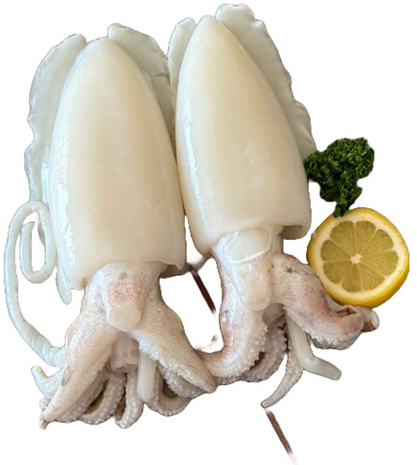 유쎌몰 손질 통갑오징어 2미 450gx2개 냉동해물 냉동갑오징어, 2개, 450g