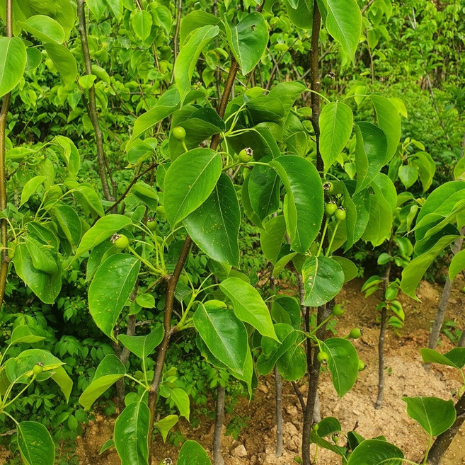 배나무 3년생 황금배 분묘