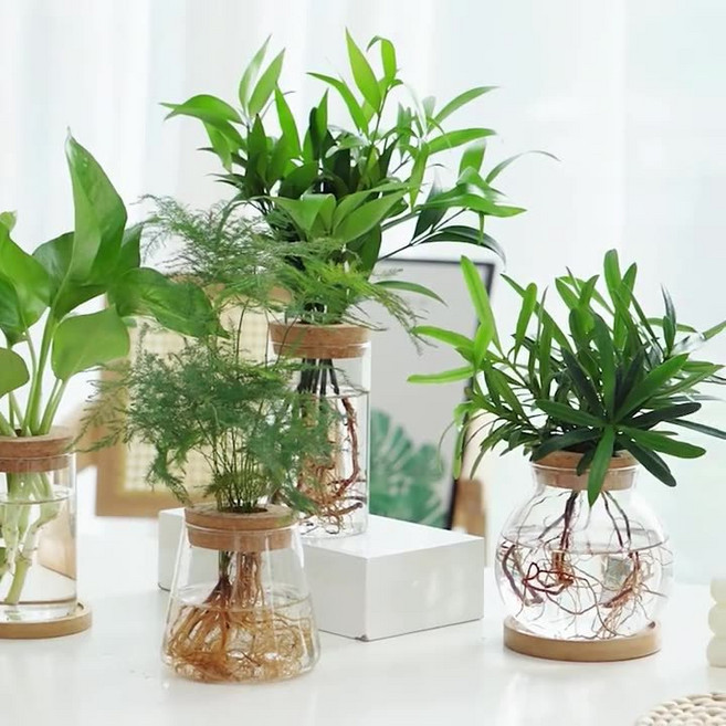 水培綠蘿玻璃花瓶 透明辦公室家用生態瓶, 65*120兩個珍珠棉包裝