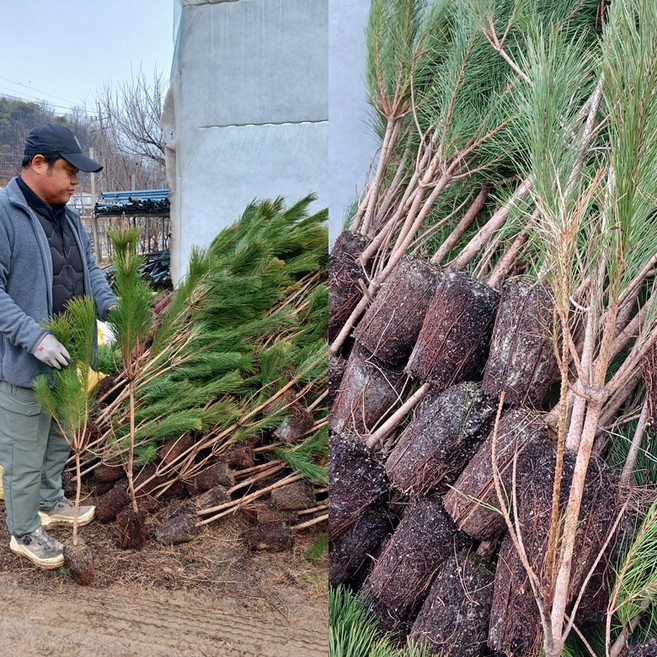 소나무 적송 키100~120cm 포트묘 수원예조경, 1개, .