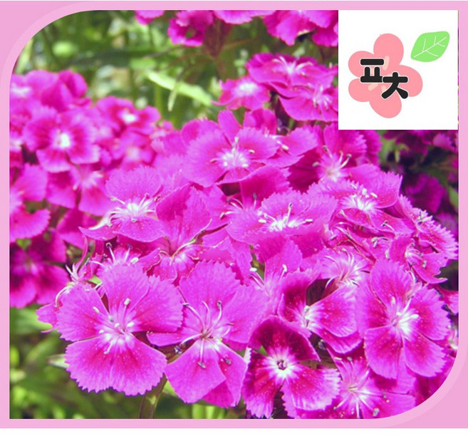 상록 패랭이꽃 씨앗 -사계패랭이 사계절패랭이 상록패랭이 수염패랭이 종자씨앗 꽃씨앗 채소씨앗 구근식물 야생화 약초 포천매화동농장 씨앗모음, 1개