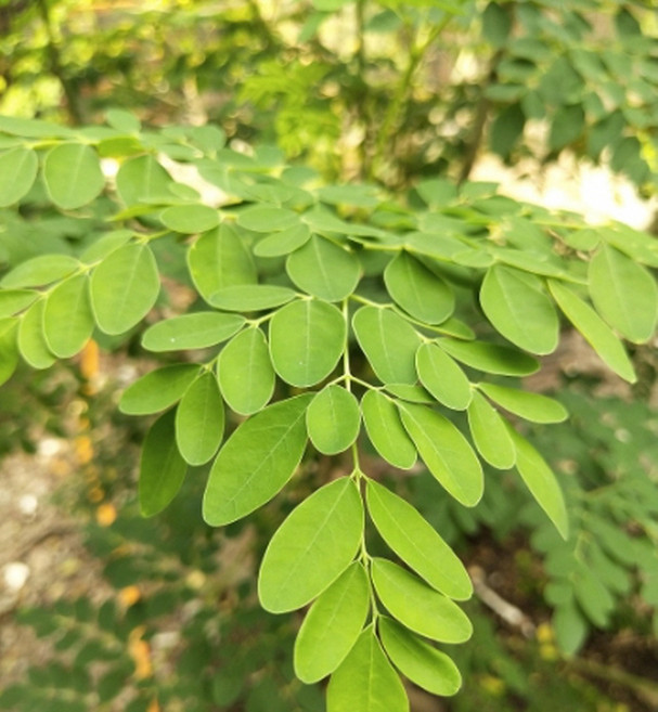 모링가 씨앗 슈퍼푸드 모링가 종자 나무 씨 희귀 10알 (KR)