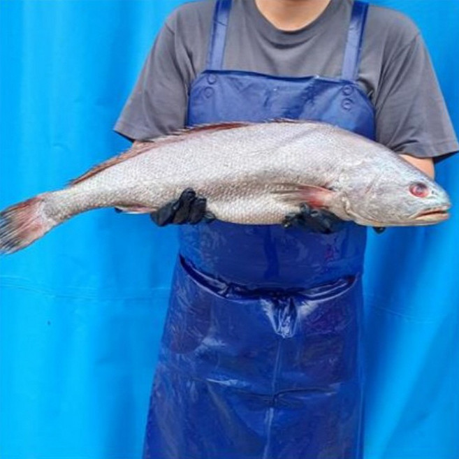 전남 목포 바다의 황제 통 민어 한마리 1.3kg 이상(50cm이상), 1개