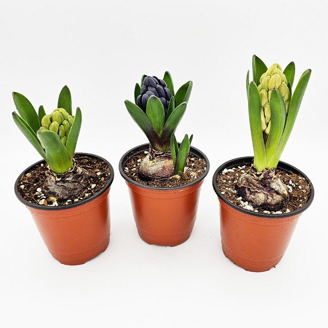 꽃집아가씨 구근식물모음전 히아신스 수선화 크로커스 무스카리 튤립 구근식물 봄꽃 낱개판매 저온식물, 05_튤립, 색상(랜덤), 1개