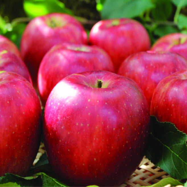 [당일수확] 새콤달콤 산지 직송 부사 사과 가정용 소과, 1박스, 1kg