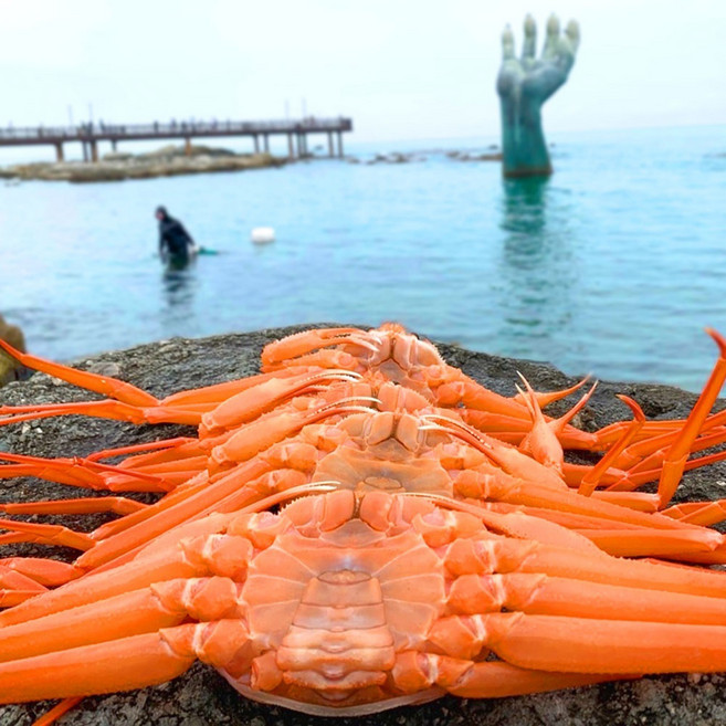 국산 제철 붉은 박달 연지 홍게 자숙 손질 냉장 2kg 3kg 5kg, 1개, 프리미엄5kg(13-17미)피데기서비스