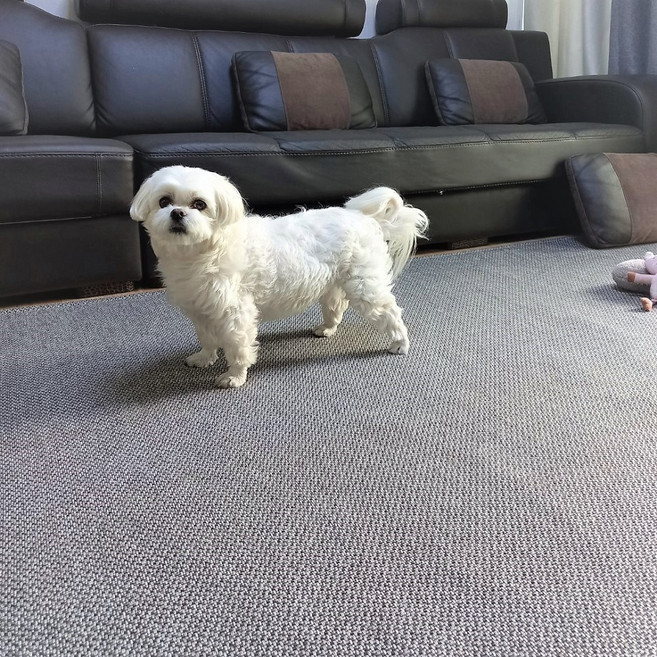 강아지 미끄럼방지 매트 국산 워셔블 먼지없는 사계절 거실 복도 러그형 애견매트, 차콜, 1개