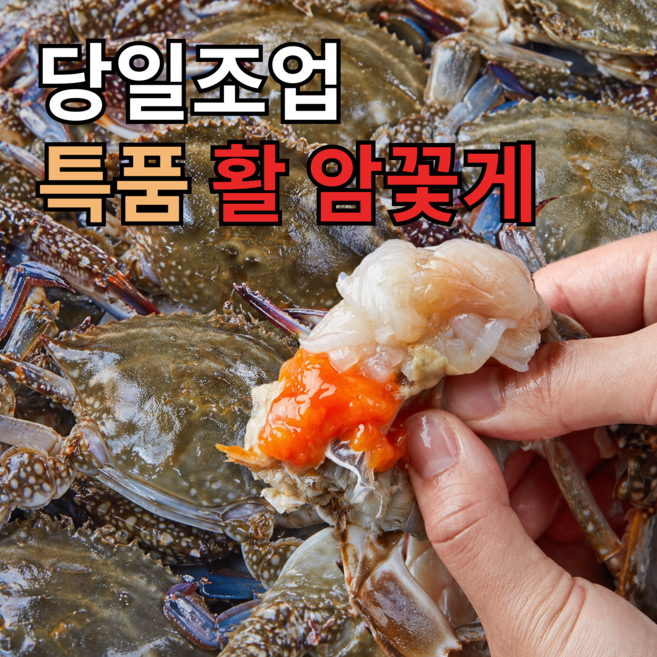 [한정수량특가] 국내산 활꽃게 특품 암꽃게, 1박스, 1kg