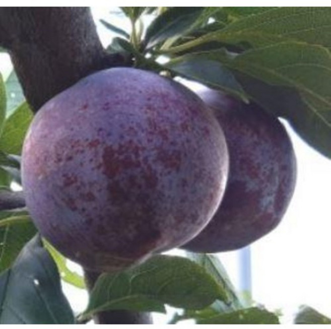 [나무의 신] 왕피자두나무 묘목 접목1년생 특묘, 1개