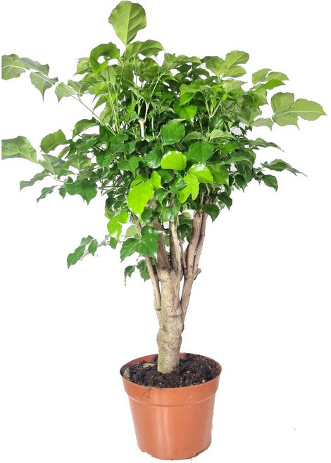 서비내 녹보수 중품 09 인테리어 플랜테리어 공기정화식물 카페화분 카페식물 키우기쉬운식물, 1개