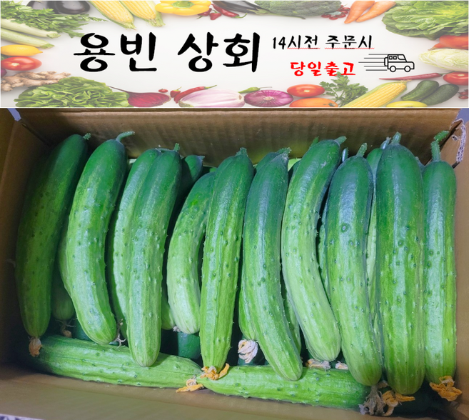 ( 용빈 상회 ) 국내산 백오이 백다다기 다다기오이 못난이오이 (상)등급 9kg~10kg, 1박스, 9kg~10kg내외