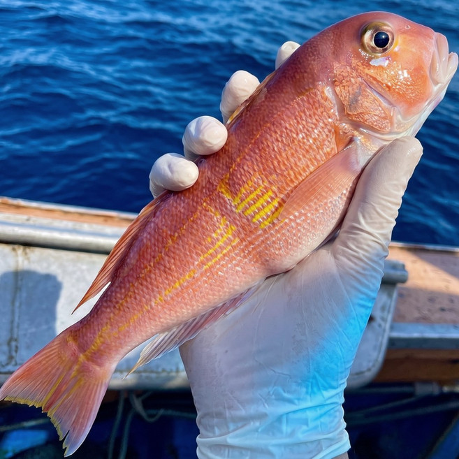 제주푸른아방 제주도 자연산 손질 통 옥돔, 3개, 자연산 통옥돔 (400g 내외)