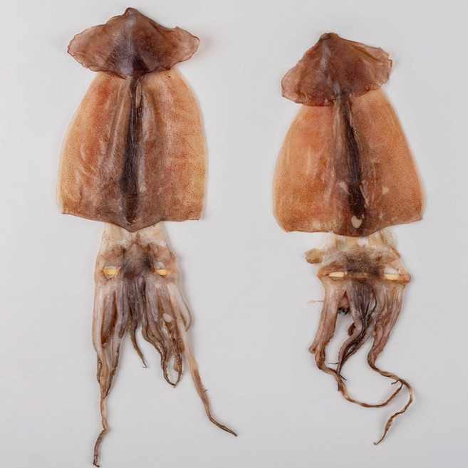 올곧한상 반건조오징어(10미) 자연건조 국내가공 중/소사이즈 맥주와찰떡, 1세트, 약950g