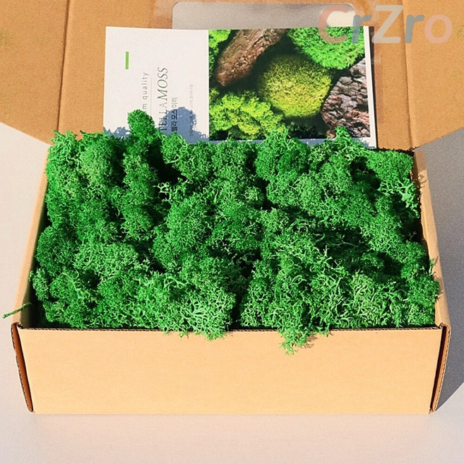 키득키득 공기정화식물 스텔라 모스이끼 봄그린 200g, 1개