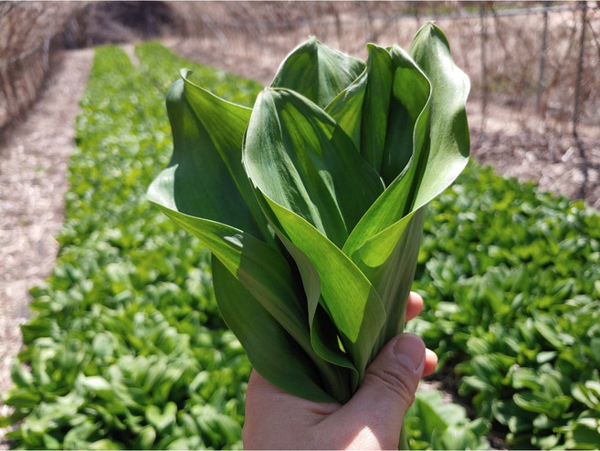 연한 햇 울릉도종 대명이 명이나물, 1박스, 1kg