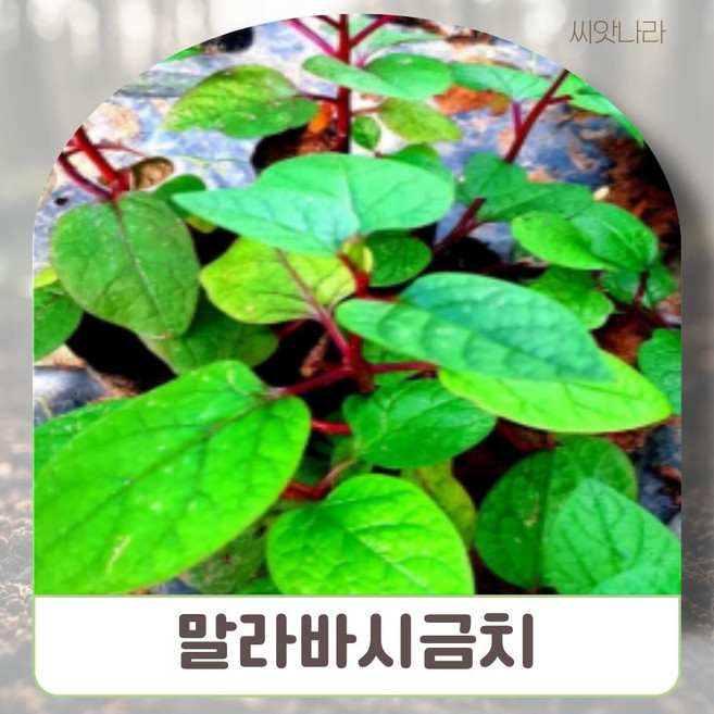 말라바시금치 씨앗 15립 나라 야생화 꽃씨 희귀 pur+23001CF