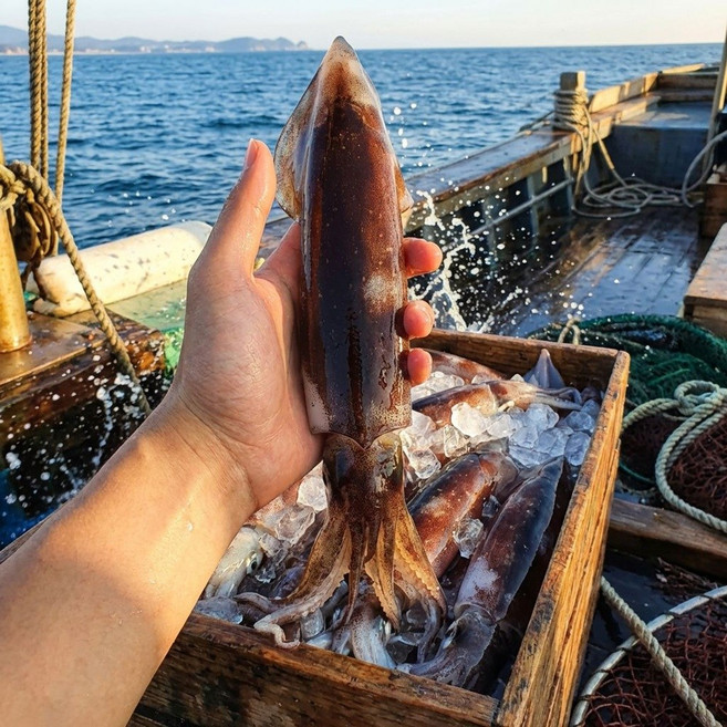 국산 급냉 초코오징어 4-5미 선동 냉동 오징어 통오징어찜, 1박스, 800g~1kg