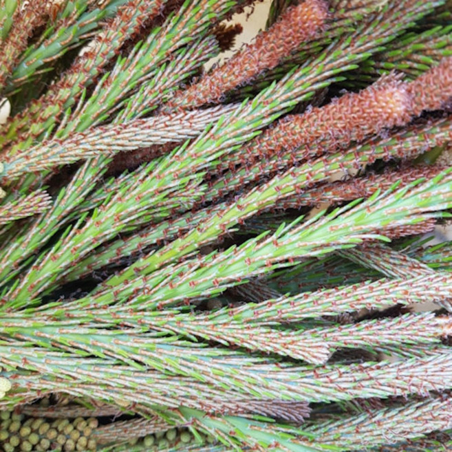 솔순 송순 솔잎순 소나무순 생솔순 500g, 1개