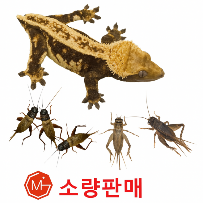[핫팩포장 소량전문] 생물 먹이용귀뚜라미 1+1행사중 레오파드 크레스티드게코 도마뱀 햄스터먹이 대중소 10마리+10마리, 10+10마리, 1개, 소(1cm)