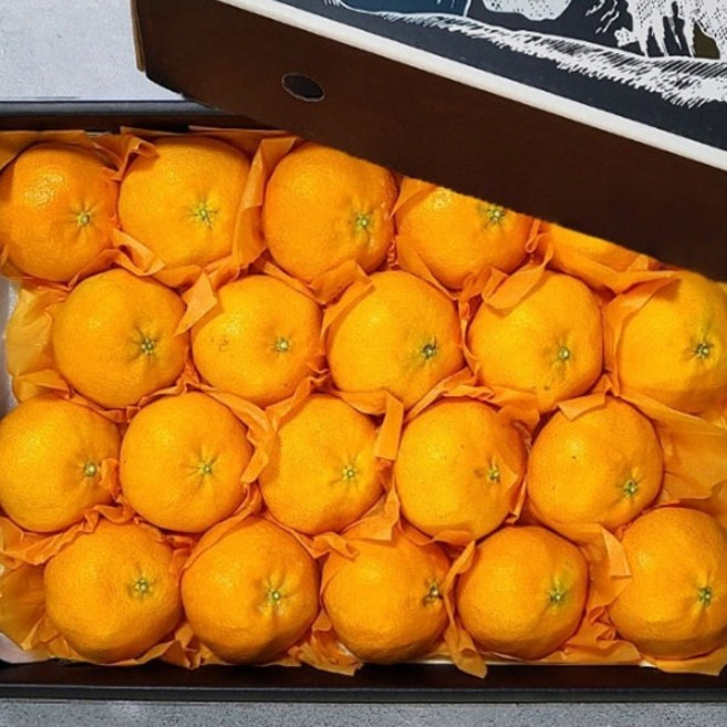 [선물세트] 제주 레드향 프리미엄 고당도 과일선물, 1박스, 3kg (중과,14~17과)