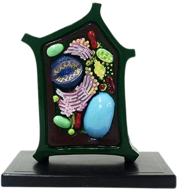 식물세포 구조이해 엽록체 관찰 소형모형 생물수업 의료기관 조직학 신기한과학 기능, 1개