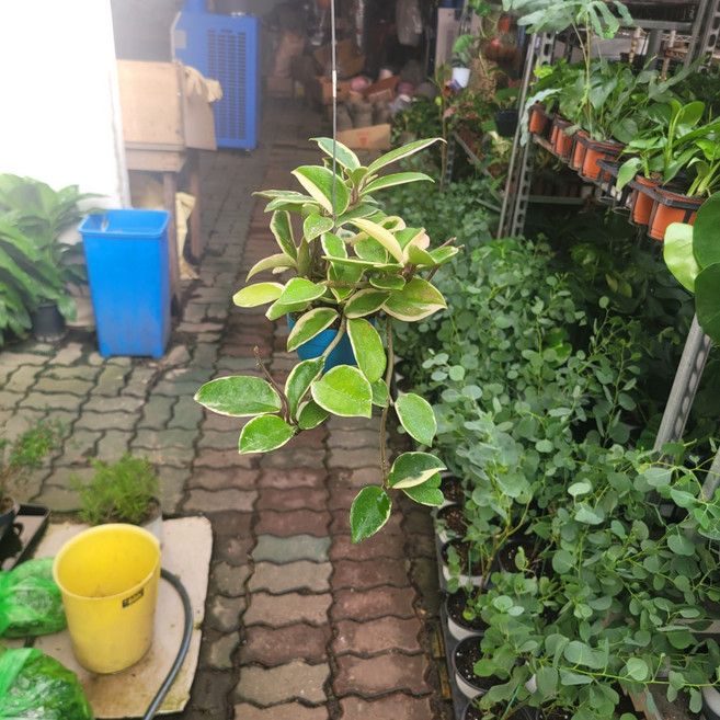 반려식물 공중식물 호야 카노사 화이트 소품 305055, 1개