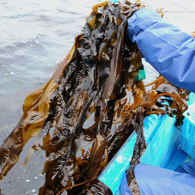 [100%당일채취] 산지직송 산모미역 자연산 생 돌미역, 1개, 1kg