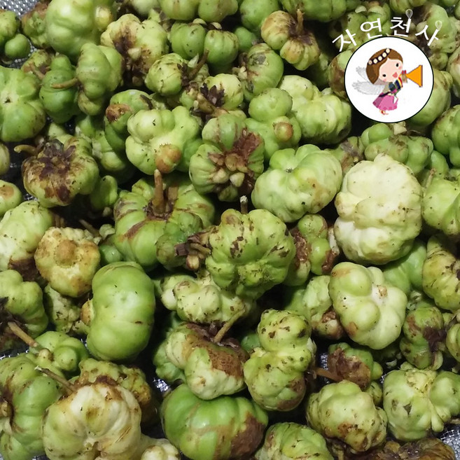 2025년 깊은산 직접채취 건조 충영300g 개다래 줄기600g 직접채취 깨끗한세척 생개다래 충영(냉동) (선택하세요), 600g, 1개