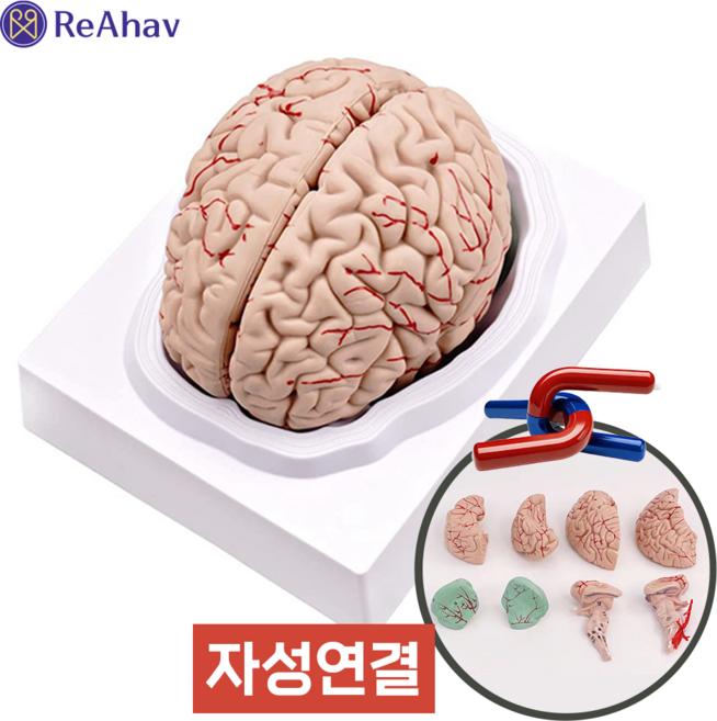 레아하브 마그브레인 뇌모형, 1개
