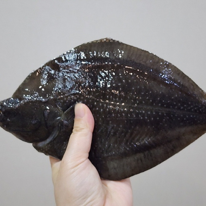 국내산 손질 도다리, 1개, 2kg