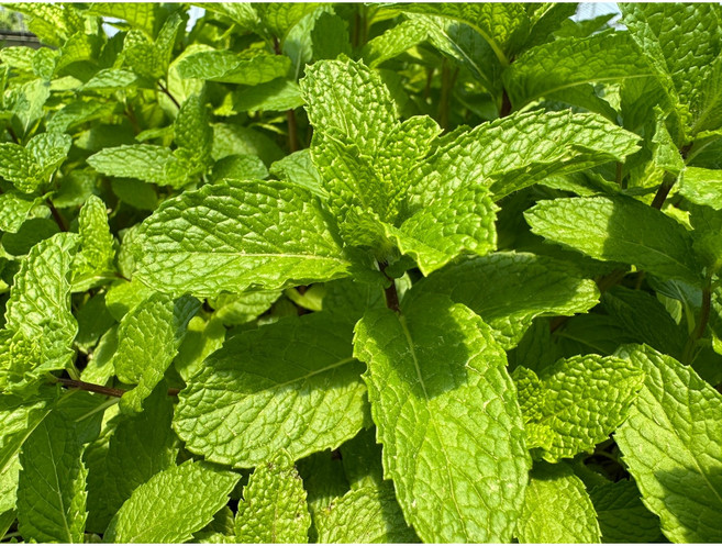 민트 애플민트 사라네 홍루이 태국민트 생잎허브 모히또 mint, 1개, 1kg