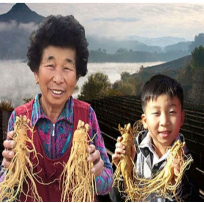 금산 참 인삼 5년근 6년근 수삼 원수삼 난발삼 파삼 세척, 특가상품, 특가1 오쿠달임용콩난발삼(500g), 세척진공포장, 1개