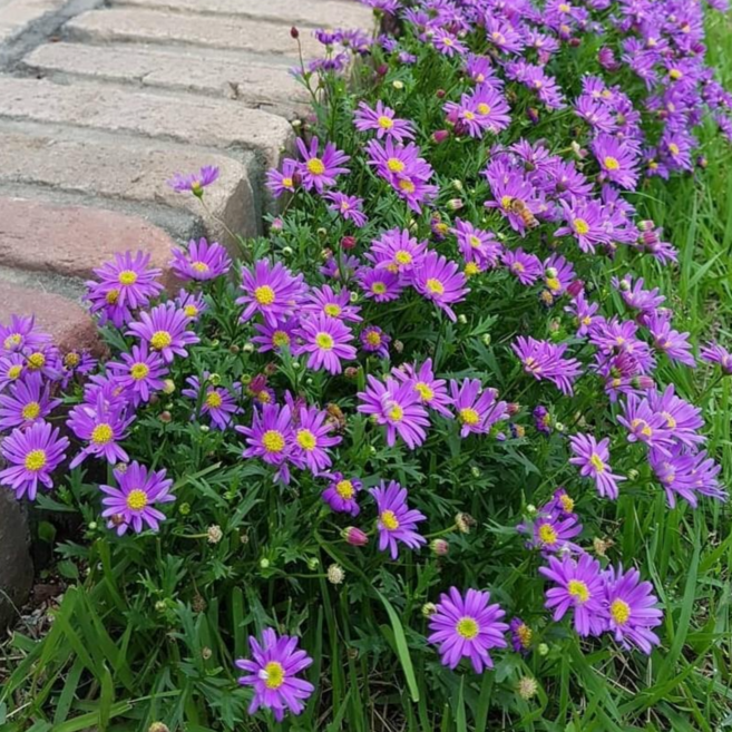 사계국화 노지월동 야생화 2+1 보라색꽃, 3개