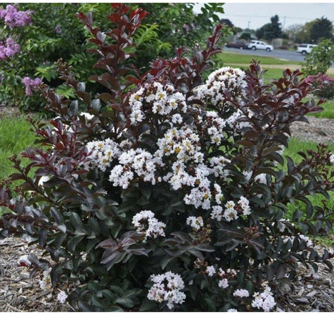 배롱나무 목백일홍 화분묘 6종, 6. 자엽배롱흰색꽃, 1개