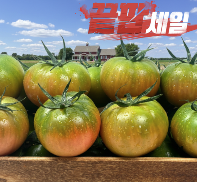 [24시간한정특가] 백화점납품 프리미엄 대저토마토 초특가할인, 1박스, 2.5kg (S-2S)