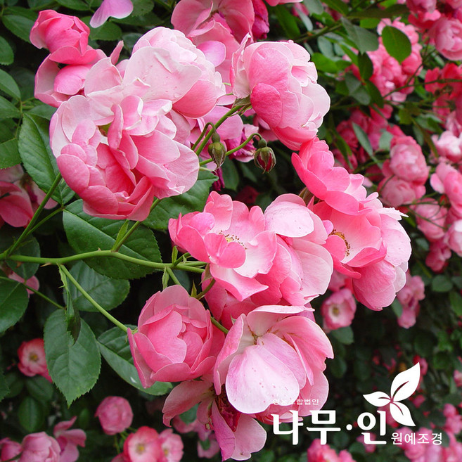 [나무인] 안젤라덩굴장미 망포트 넝쿨장미 사계줄장미 작은꽃, 1개