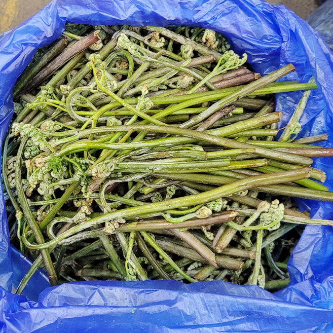 생고사리 4kg 이내 국내산 백산상회, 1박스