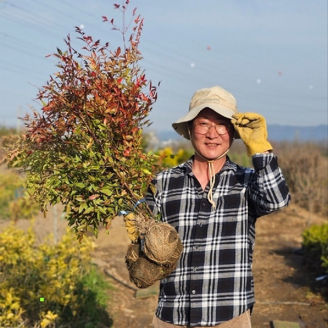 남천나무 묘목 60-80cm [4계절 변화무쌍] 울타리나무 조경수 공기정화식물 [10주], 기타, 10개