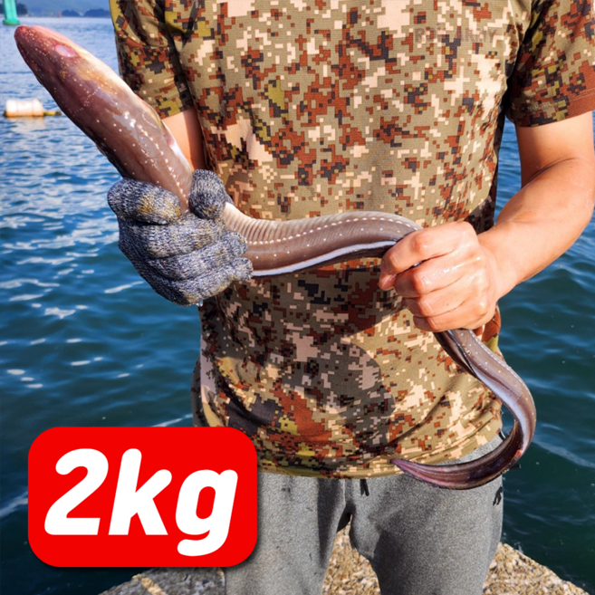 [안전성검사 통과] 통영 특대 손질 바다장어, 1개, 2kg(4-6미)