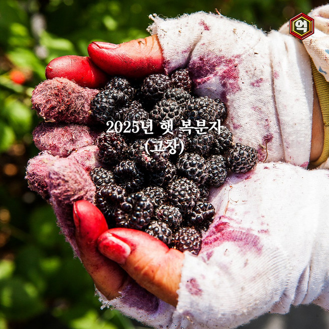 [억수로상회] 고창 산지직송 햇 토종 복분자(급냉/특품) 소포장, 1개, 1kg