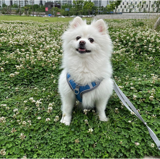 크킁 강아지 앞섬방지 앞고리 X자 X형 하네스 / 소형견 중형견 대형견 하네스+리드줄세트, L, 퍼플