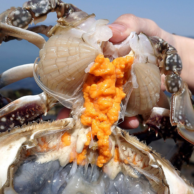 연평도 활 100% 알배기 암꽃게 생물 국내산 알 꽃게, 1개, 대 1kg (2-4미)