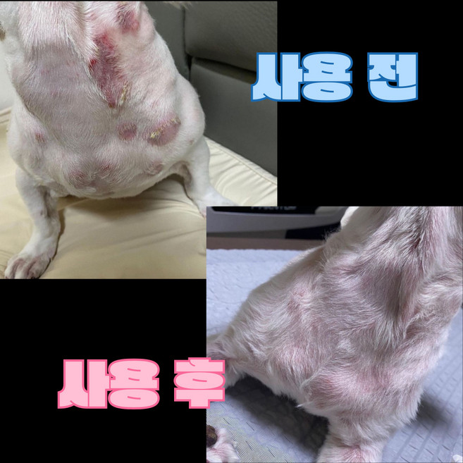 강아지보습 곰팡이 농피증 발사탕 습진 털빠짐 가려움완화 발바닥 갈라짐완화 에센스 100g, 1개, 100ml