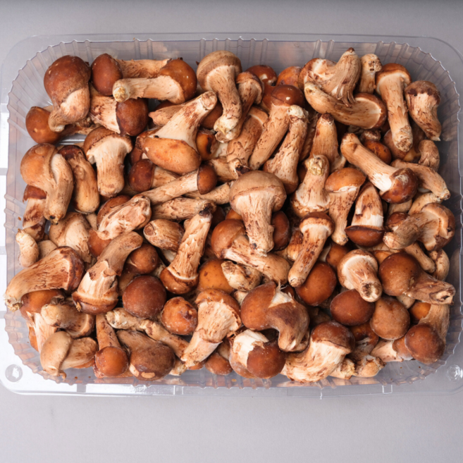 천지고 참송이버섯 요리용 꼬마송이 1kg, 1개