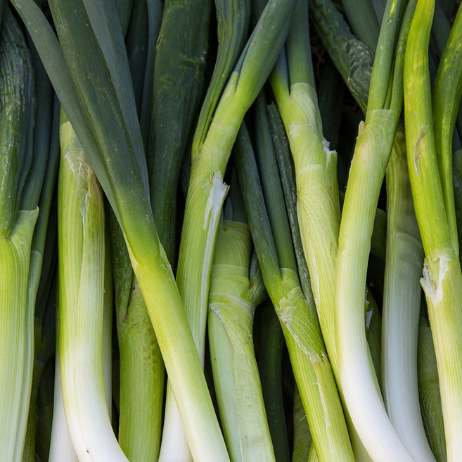 친환경 무농약 흙 대파 1kg 2kg 3kg, 1박스, 무농약 대파 1kg